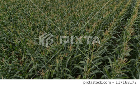 Corn field of green corn stalks and tassels, aerial drone photo above corn plants. High quality photo 117168172