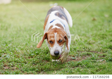 Running beagle dog Running beagle dog 117168208
