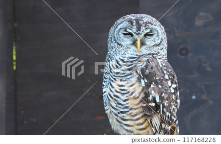 Owl with sharp eyes Owl with sharp eyes 117168228