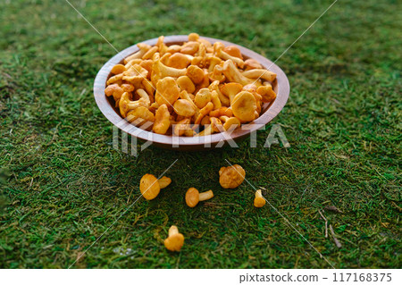Fresh chanterelles in a bowl on moss Fresh chanterelles in a bowl on moss 117168375