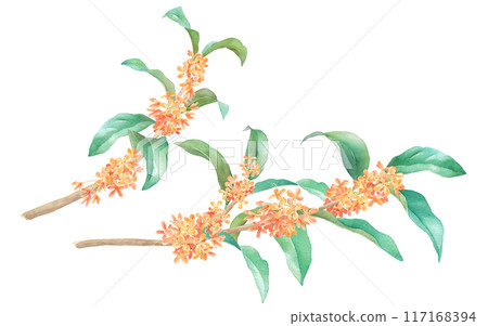 夏末的花朵。桂花樹枝的水彩插圖。 夏末的花朵。桂花樹枝的水彩插圖。 117168394