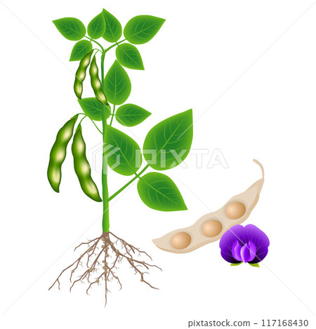 Soybean plant with a pod and flower on a white background. Soybean plant with a pod and flower on a white background. 117168430