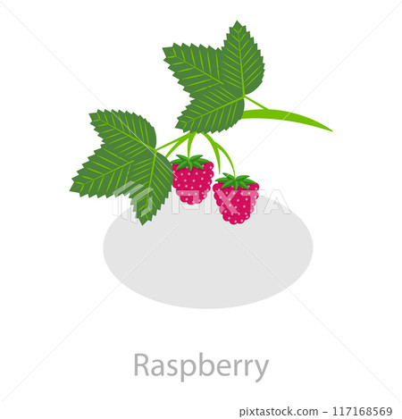 3D Isometric Flat Vector Set of Astringent Herbs, Natural Herbal Remedy. Item 1 117168569