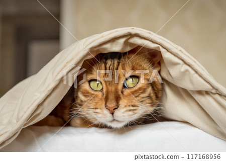 Bengal cat under the blanket. 117168956