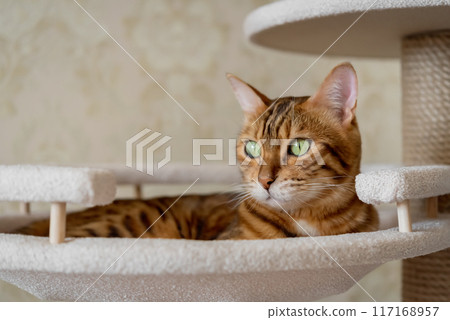 Bengal shorthaired kitten lying in pet bed on a climbing tree Bengal shorthaired kitten lying in pet bed on a climbing tree 117168957