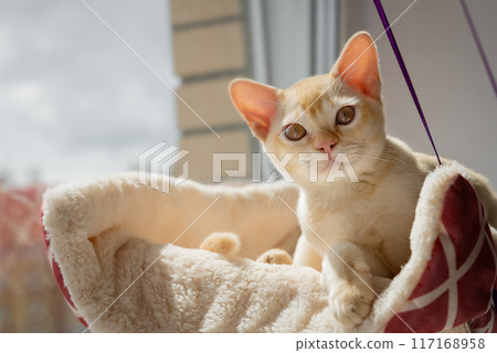 Little Burmese kitten on a hanging bed by the window. Little Burmese kitten on a hanging bed by the window. 117168958