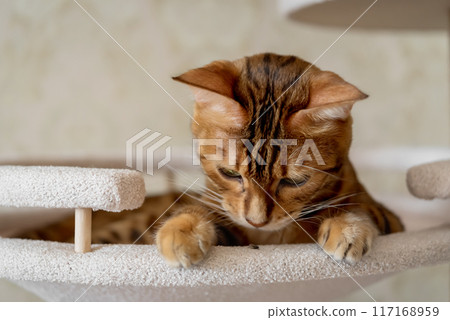 The ginger cat caught a fly. The ginger cat caught a fly. 117168959