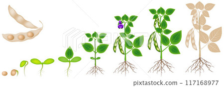 Cycle of growth of soybean plant isolated on white background. 117168977