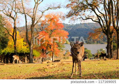 奈良公園秋葉和鹿 117169005