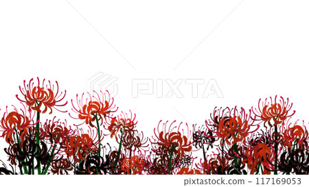 Spider Lily without background 117169053