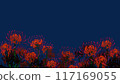 A cluster amaryllis of night 117169055