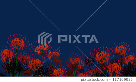 夜晚的群集孤挺花 117169055