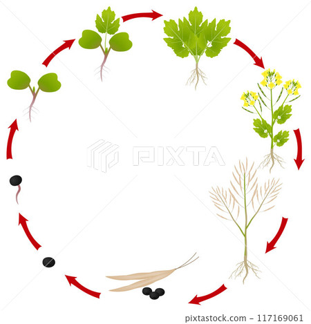 The life cycle of a rapeseed plant on a white background The life cycle of a rapeseed plant on a white background 117169061