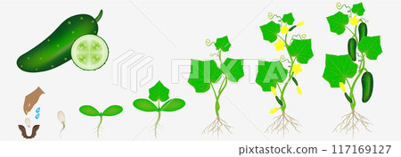 Cycle of growth of a plant of a cucumber isolated on a white background. 117169127