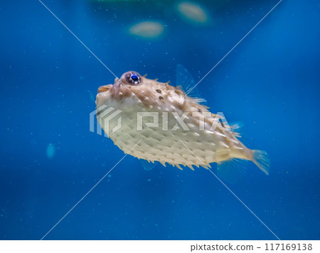 Porcupine fish family 117169138