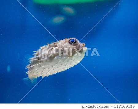 Porcupine fish family 117169139