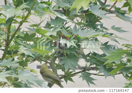 舉起白眼 117169147