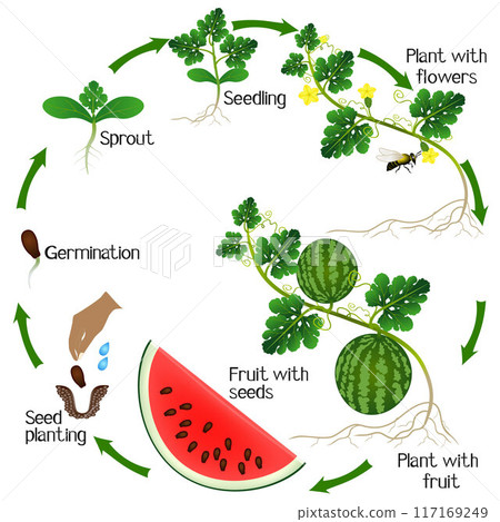 A growth cycle of a watermelon plant on a white background. 117169249