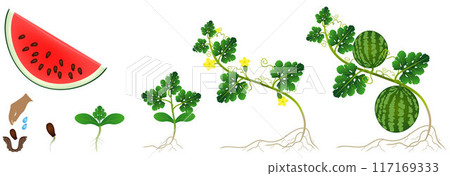 Cycle of growth of a plant of a watermelon isolated on a white background. Cycle of growth of a plant of a watermelon isolated on a white background. 117169333