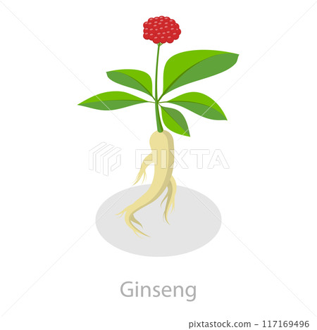 3D Isometric Flat Vector Set of Healing Herbs, Herbal Medicine. Item 3 3D Isometric Flat Vector Set of Healing Herbs, Herbal Medicine. Item 3 117169496