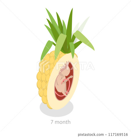 3D Isometric Flat Vector Illustration of Embryo Monthly Growth Stages, Human Fetus Development. Item 8 117169516