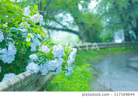 Hydrangeas that bloom during the rainy season 117169644