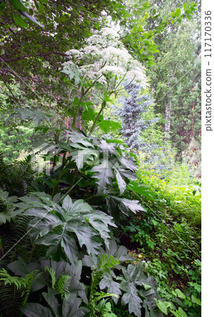 Hogweed is a poisonous, dangerous weed. Latin name Heracleum. Vertical photo Hogweed is a poisonous, dangerous weed. Latin name Heracleum. Vertical photo 117170336