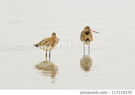 Two birds standing in the water, one on the left and one on the right. The water is calm and the birds are looking at the camera. Two birds standing in the water, one on the left and one on the right. The water is calm and the birds are looking at the camera. 117170370