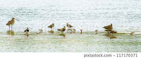A group of birds are standing in shallow water with their legs visible. A long-legged bird stands alone on the left. Multiple birds are wading in shallow water. A group of birds are standing in shallow water with their legs visible. A long-legged bird stands alone on the left. Multiple birds are wading in shallow water. 117170371