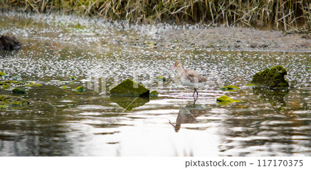 A black-tailed godwit stands in shallow water, its long, thin legs wading through the water. Scattered rocks covered in green moss are submerged in the water. 117170375