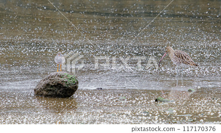 Two birds are standing in shallow water. One bird is perched on a rock, the other is wading in the water. The water is covered in small white bubbles. Two birds are standing in shallow water. One bird is perched on a rock, the other is wading in the water. The water is covered in small white bubbles. 117170376
