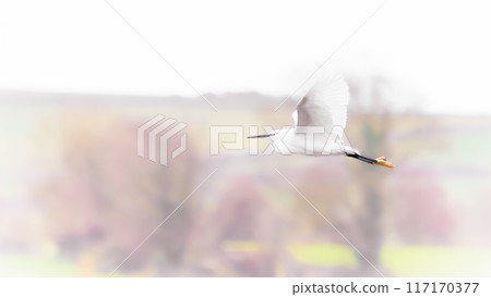 A white egret soars through the air, its wings catching the light as it floats above a softly blurred landscape of pastel hues. A white egret soars through the air, its wings catching the light as it floats above a softly blurred landscape of pastel hues. 117170377