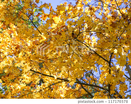Luminous leaves, cerulean sky, serene setting, autumn theme Luminous leaves, cerulean sky, serene setting, autumn theme 117170378