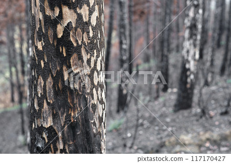 Charred Forest After Wildfire in Legarda 117170427