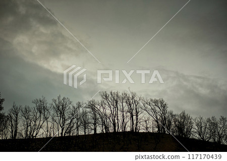 Charred Trees on Hilltop with Gloomy Sky 117170439