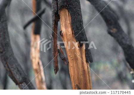 Close-Up of Charred Tree Trunk After Wildfire in Navarra 117170445