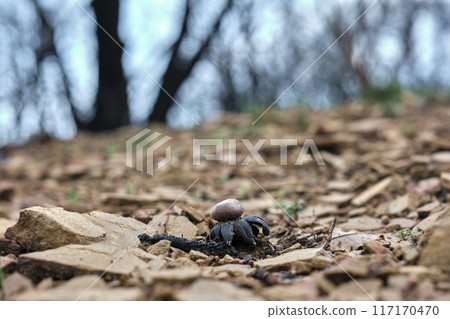 Burnt Earthstar Fungus on Charred Forest Floor 117170470