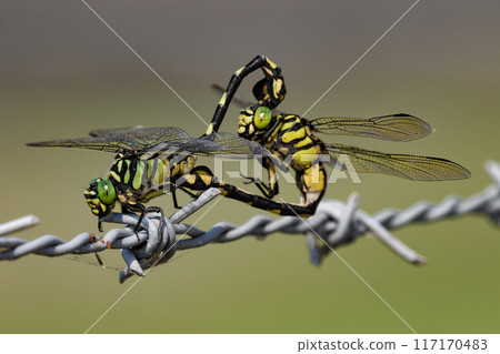 內瓦彥瑪的交配 117170483