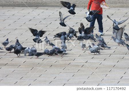 Pigeon feeding 117170492