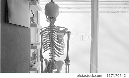 Skeleton model in a medical office near a window in grayscale. Skeleton model in a medical office near a window in grayscale. 117170542