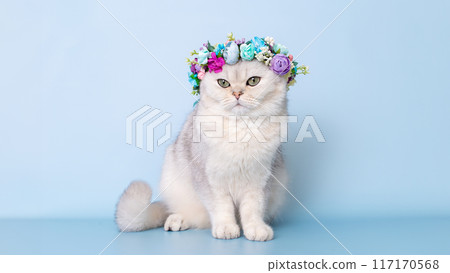 Calm white cat in flower wreath on head, sitting on blue background 117170568
