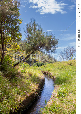 Fresh spring nature and a levada, Madeira, Portugal 117170682