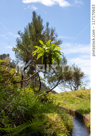 Fresh spring nature and a levada, Madeira, Portugal 117170683