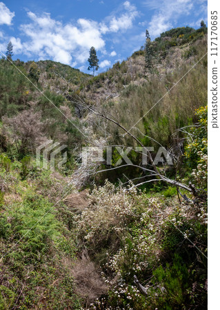 Fresh trees and bushes in the spring, Madeira, Portugal 117170685