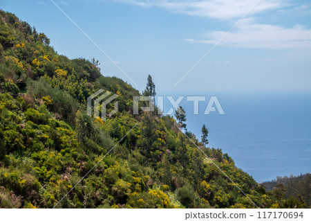 Fresh trees and bushes in the spring, Madeira, Portugal Fresh trees and bushes in the spring, Madeira, Portugal 117170694