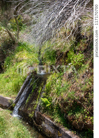 Fresh spring nature and a levada, Madeira, Portugal 117170700