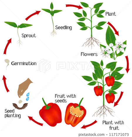 Cycle of growth of a plant of red pepper on a white background. Cycle of growth of a plant of red pepper on a white background. 117171073