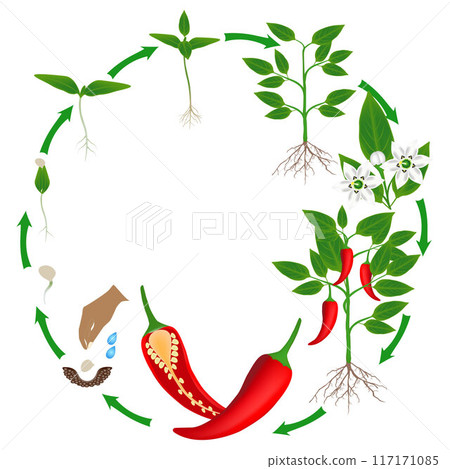 Life cycle of a plant of chili peppers on a white background. 117171085
