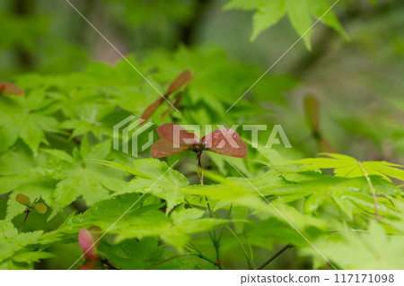 Close up blooming maple in spring Seiryu Japanese Maple - Latin name - Acer palmatum Seiryu, natural green leafy background copispace Close up blooming maple in spring Seiryu Japanese Maple - Latin name - Acer palmatum Seiryu, natural green leafy background copispace 117171098