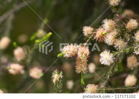 Melaleuca ericifolia. Myrtaceae Australia Melaleuca or the Australian Tea Tree is one of the most valuable Australian shrubs and trees of the Myrtle family. Melaleuca ericifolia. Myrtaceae Australia Melaleuca or the Australian Tea Tree is one of the most valuable Australian shrubs and trees of the Myrtle family. 117171102